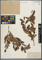 Foto von Salix purpurea L. x Salix starkeana Willd.